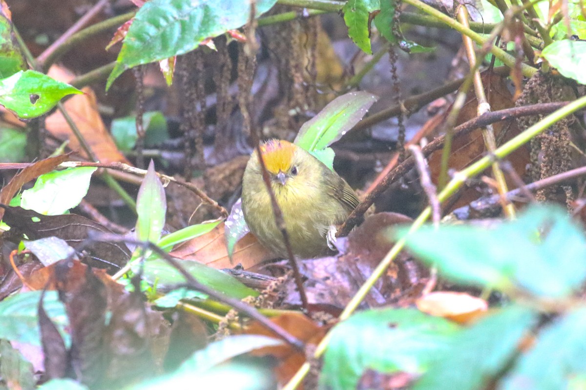 Rufous-capped Babbler - Mengshuai Ge