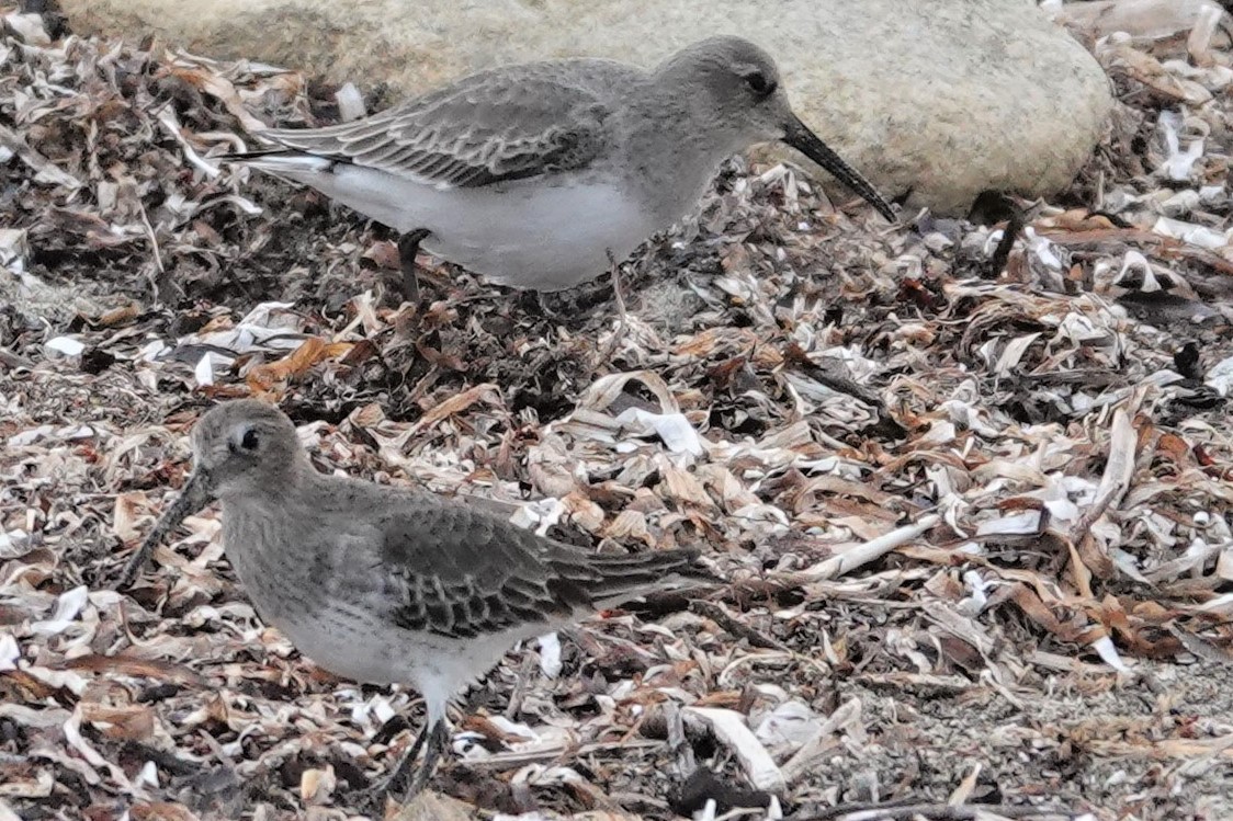 Dunlin - ML498924681