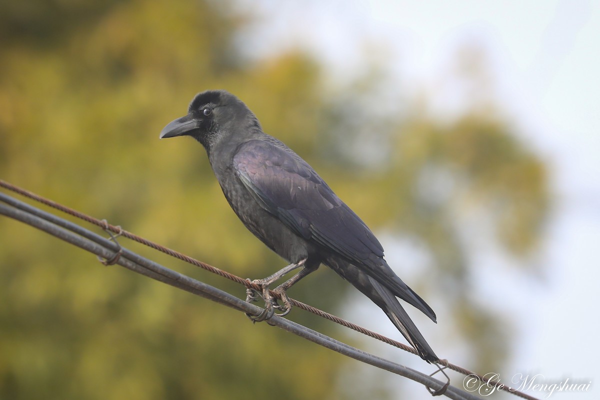 Large-billed Crow - ML498926311