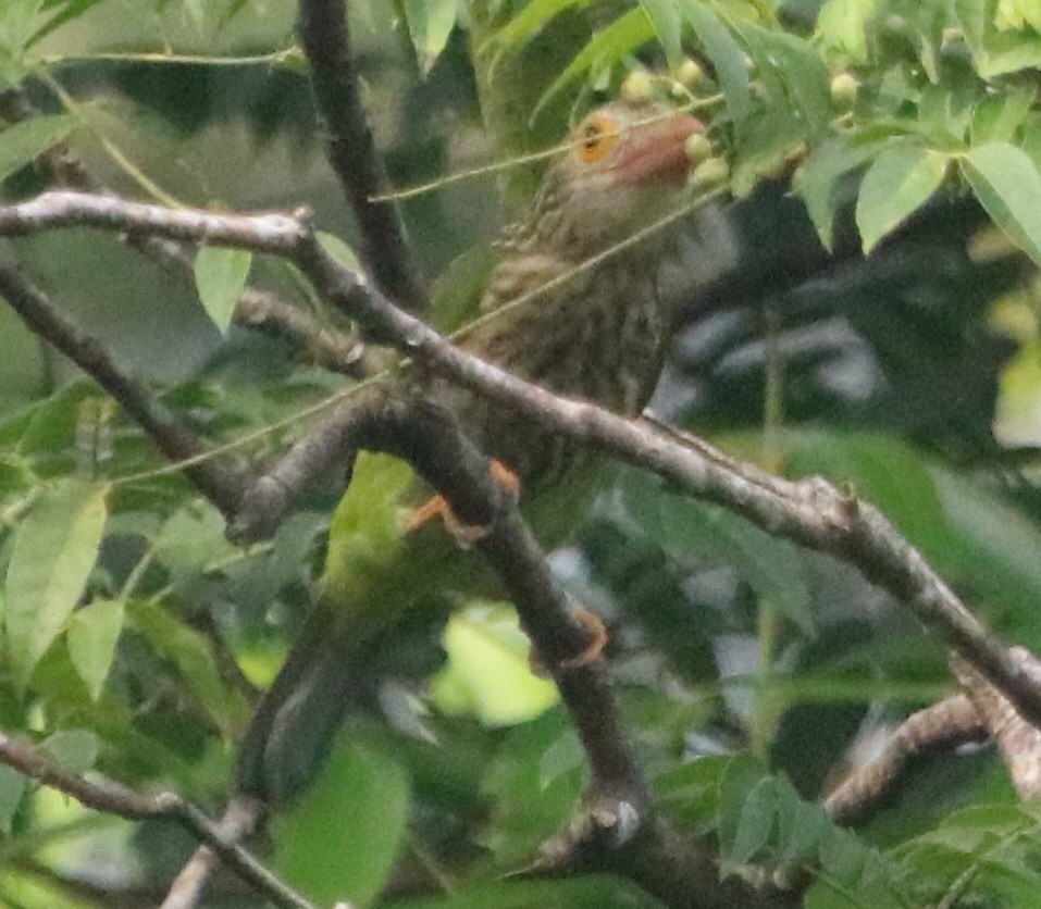 Lineated Barbet - Isaiah Nugent