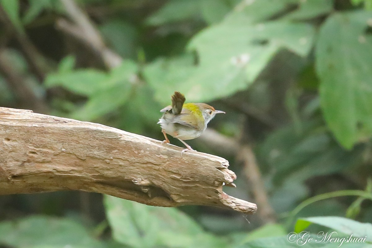 Common Tailorbird - Mengshuai Ge