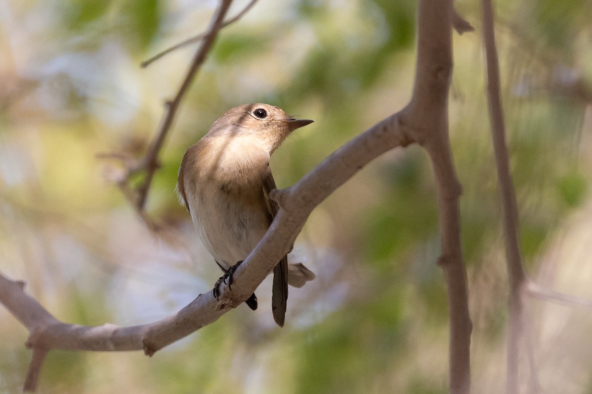 Red-breasted Flycatcher - ML498928841