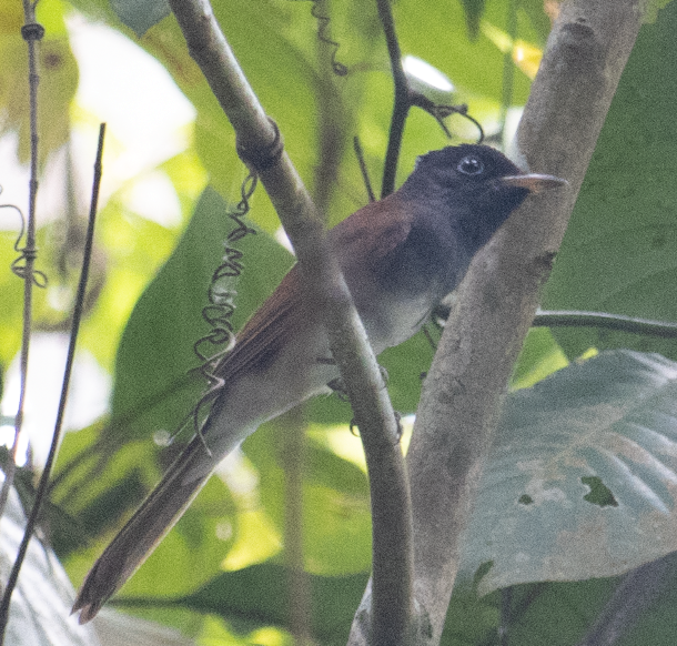 Black Paradise-Flycatcher - ML498930571