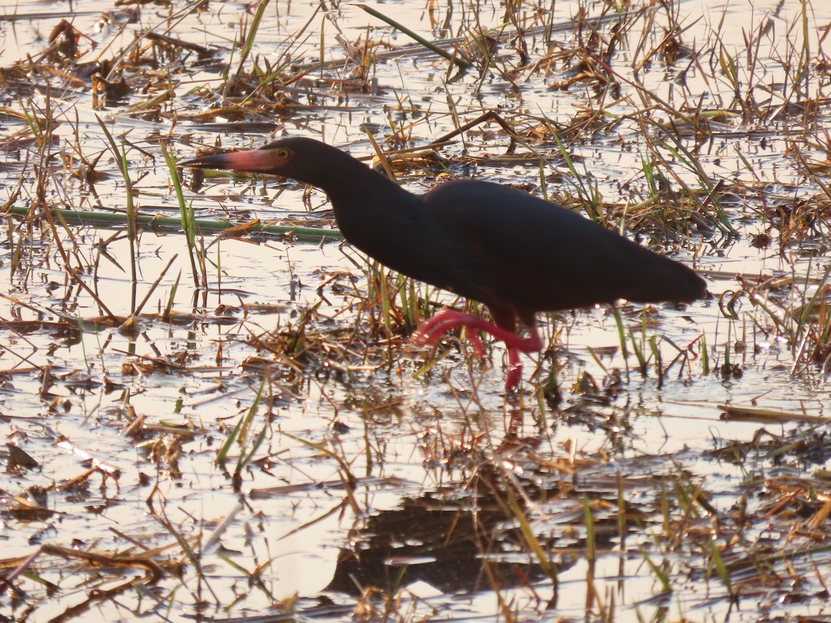 Rufous-bellied Heron - ML498930801