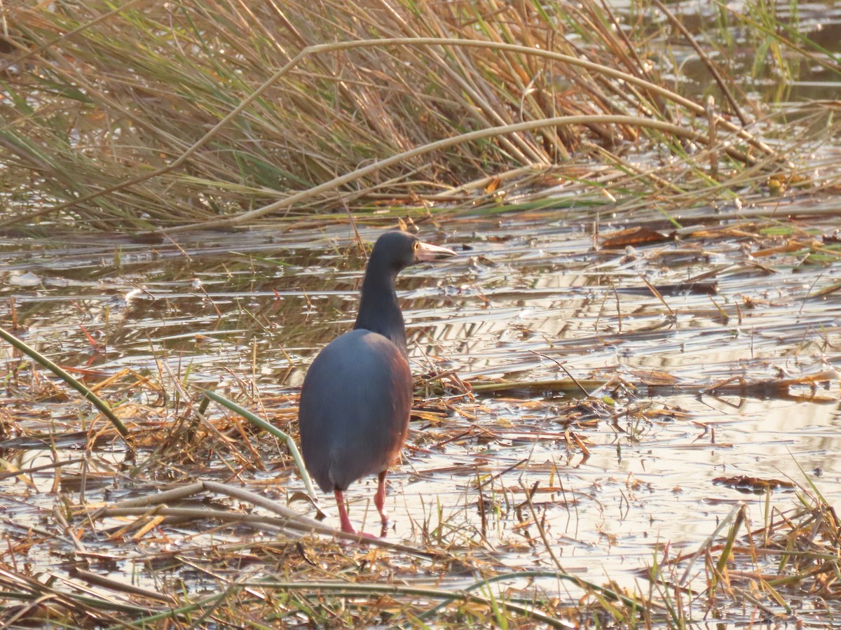 Rufous-bellied Heron - ML498930811