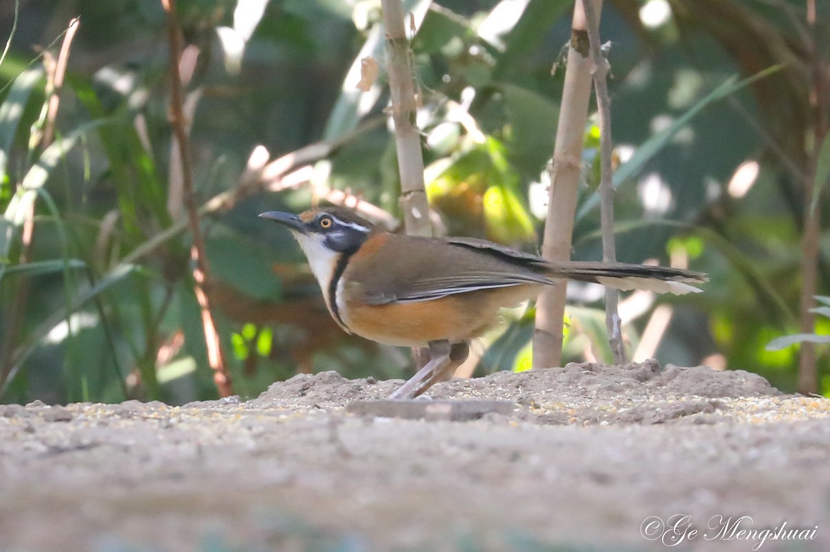 Lesser Necklaced Laughingthrush - Mengshuai Ge