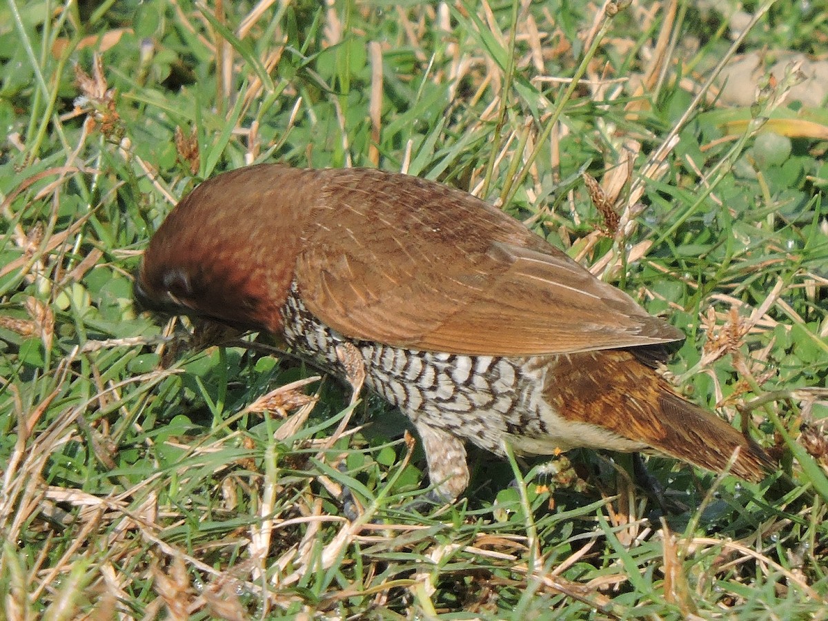 Scaly-breasted Munia - ML498931591