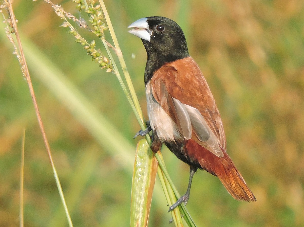 Tricolored Munia - ML498931601