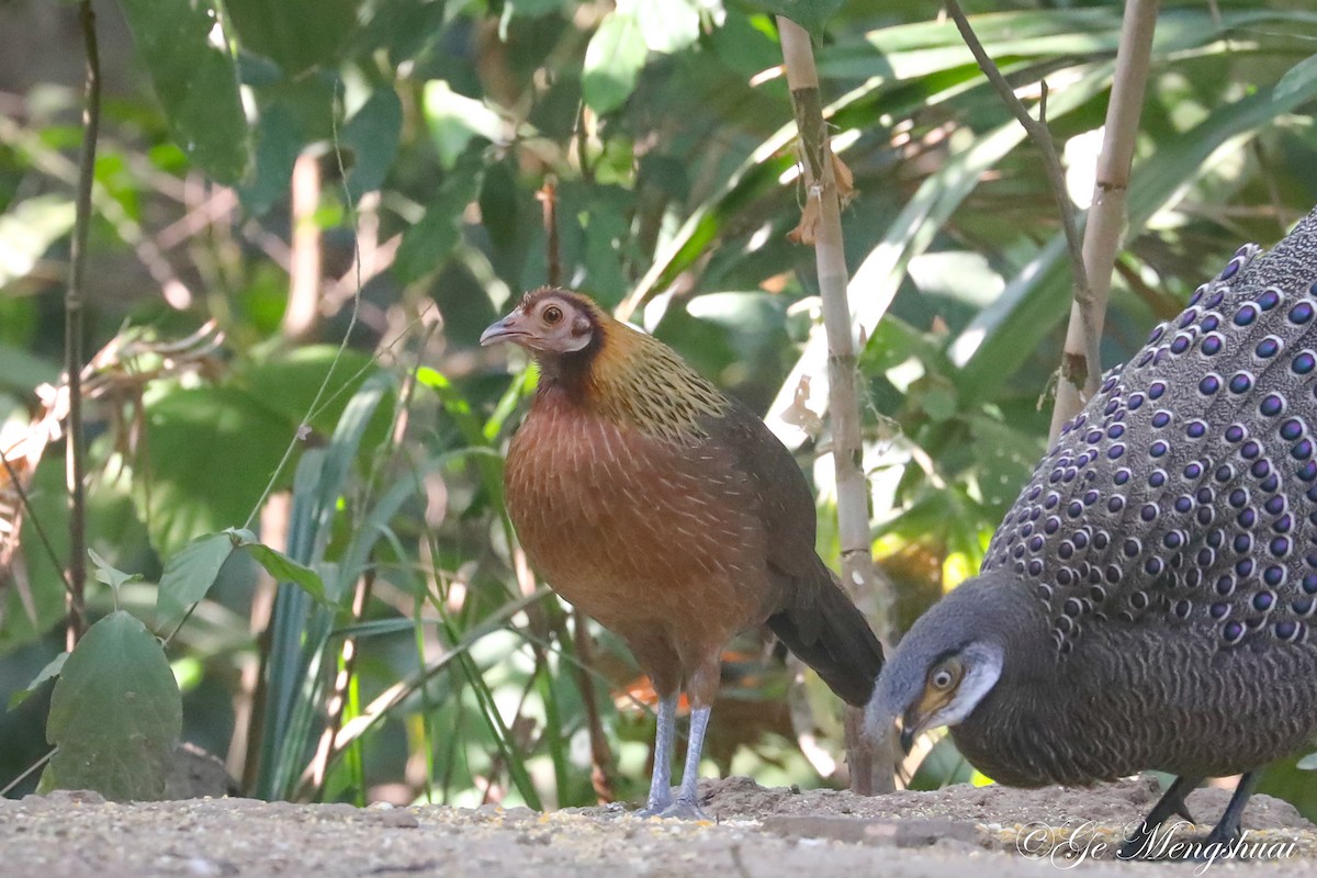 Red Junglefowl - ML498931671