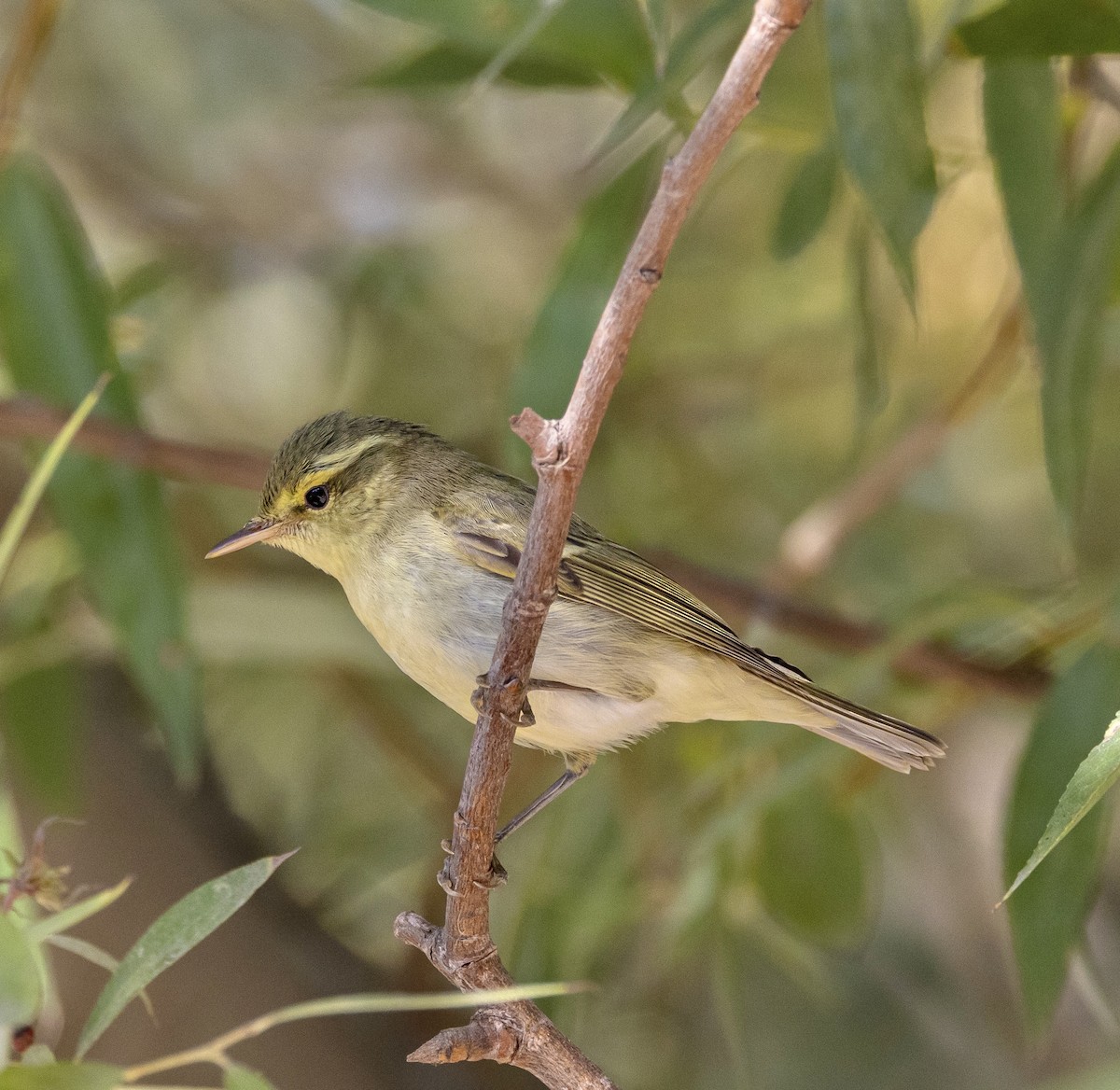 Green Warbler - David bayevski