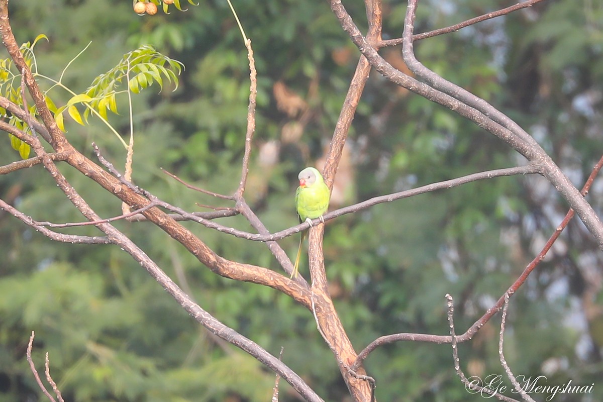Finsch Yeşil Papağanı - ML498932131