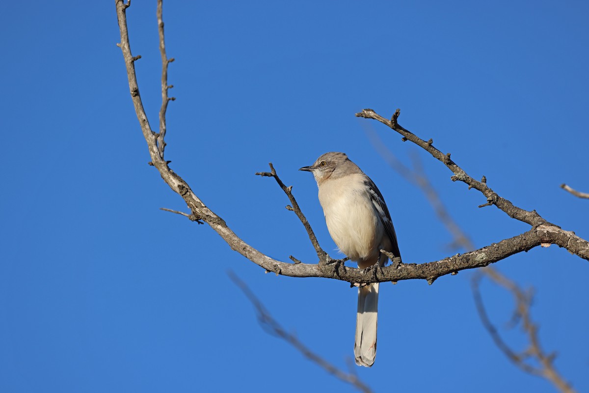 Northern Mockingbird - ML498932801