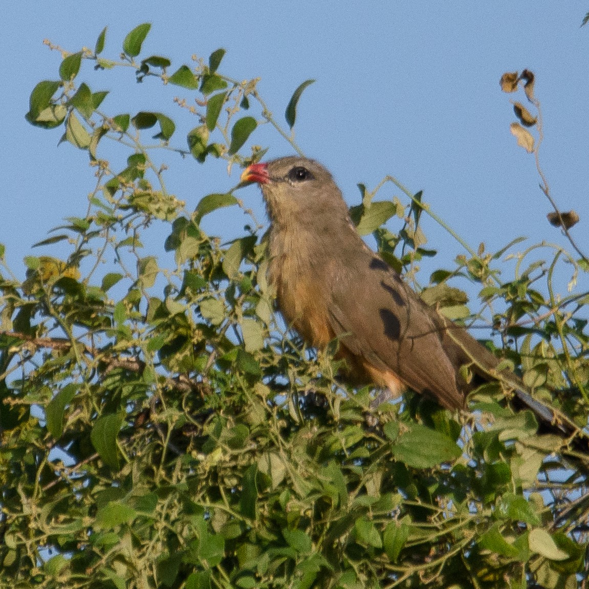 Sirkeer Malkoha - ML498932821