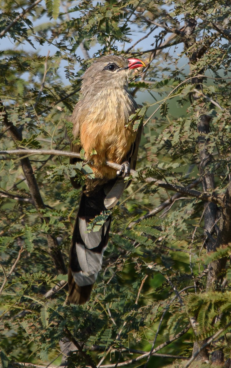 Sirkeer Malkoha - ML498932831