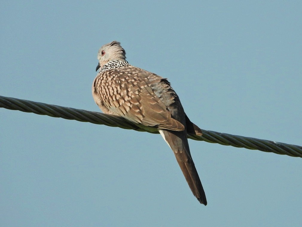 Spotted Dove - ML498932871