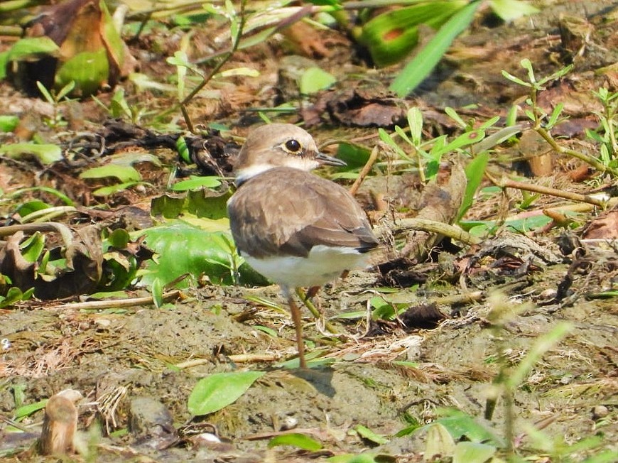 Little Ringed Plover - ML498932921