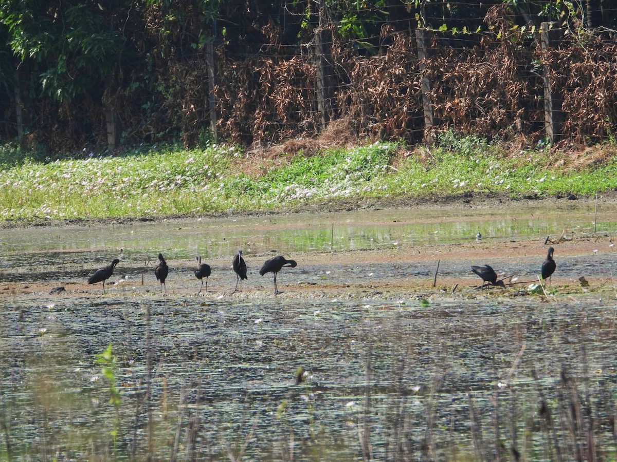 ibis hnědý - ML498932961