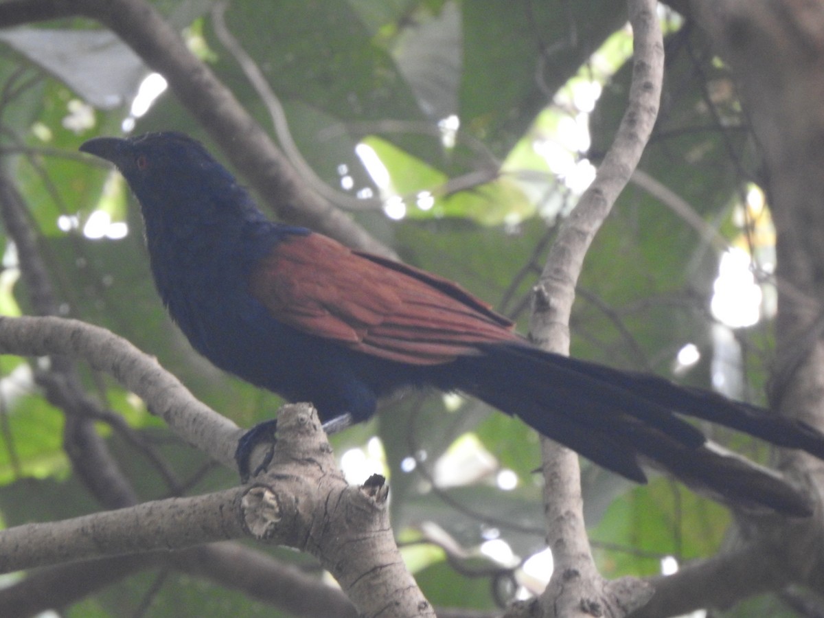Greater Coucal - ML498932981