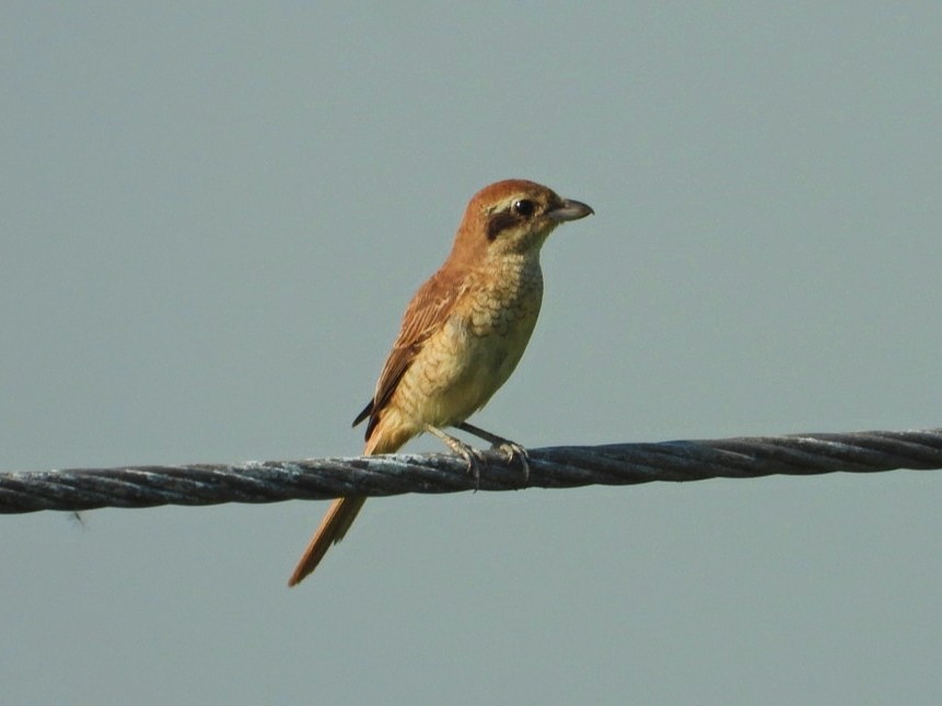 Brown Shrike - Chaiti Banerjee