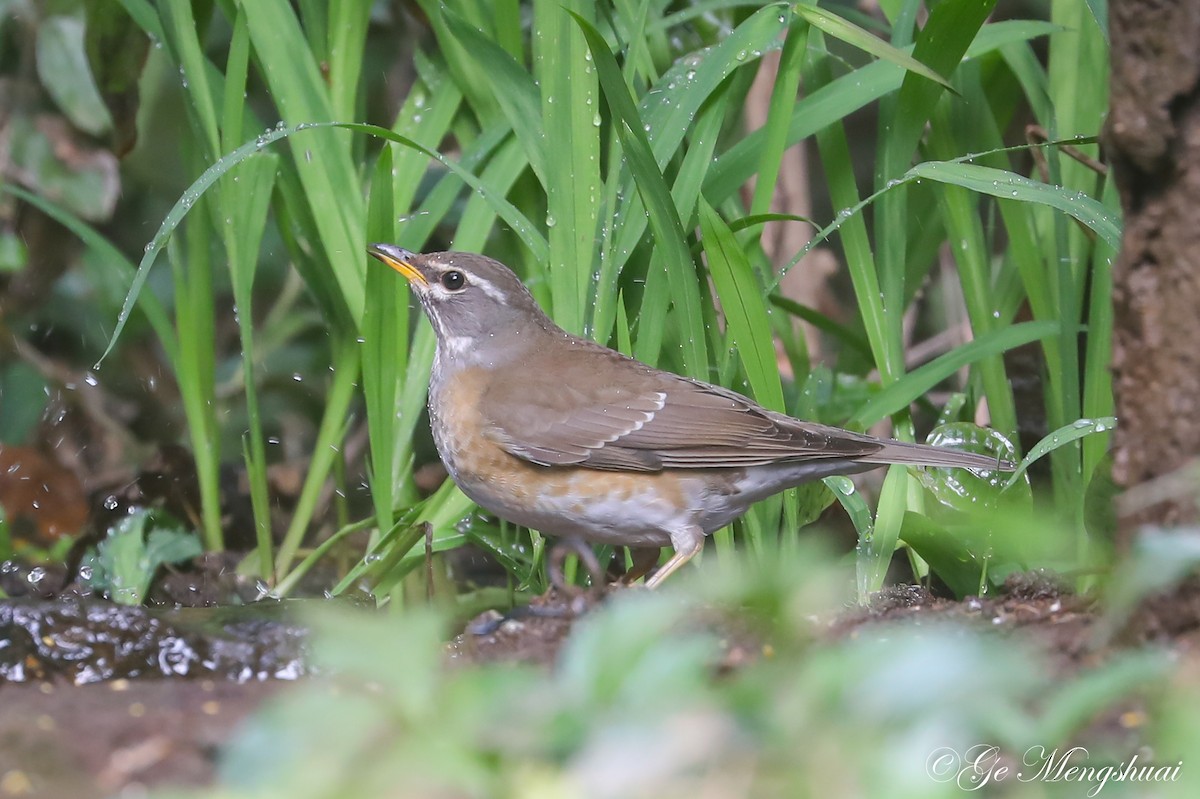 Eyebrowed Thrush - ML498933331