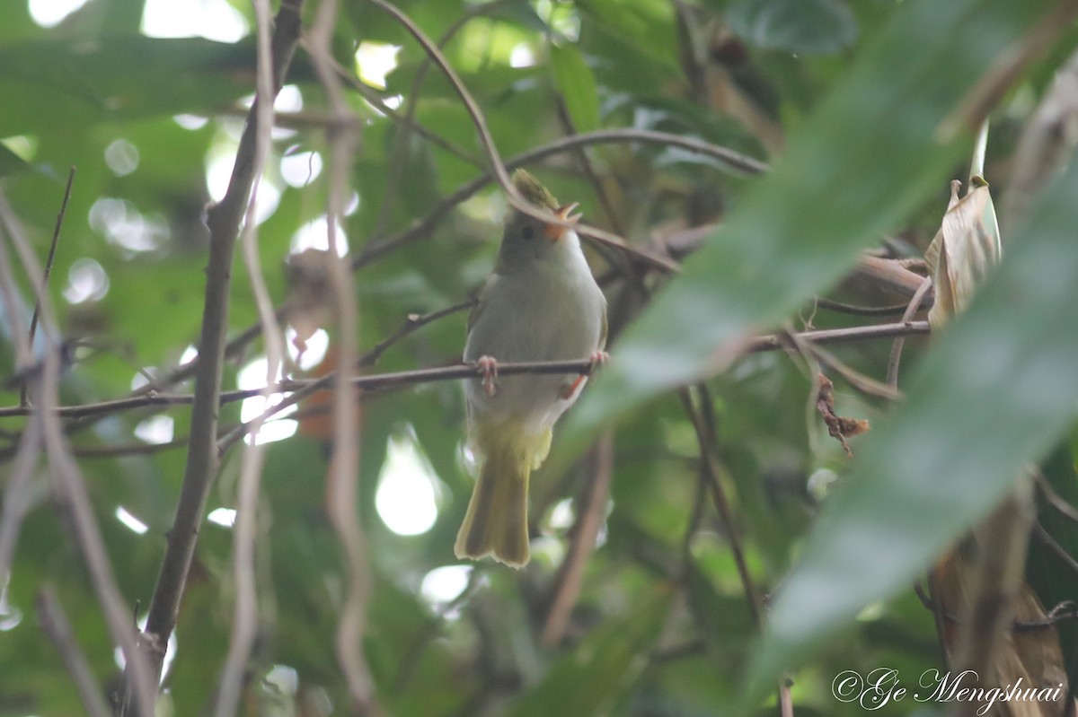 Yuhina Ventriblanca - ML498933401