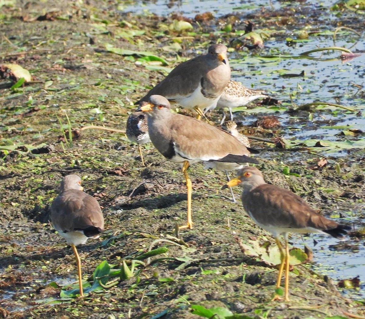 Gray-headed Lapwing - ML498933761