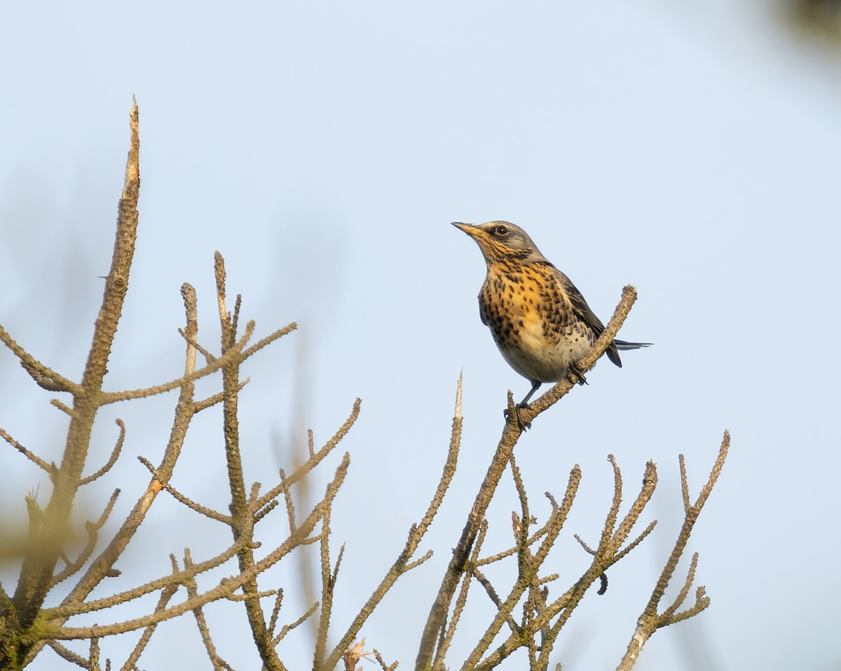 Fieldfare - Simon Colenutt