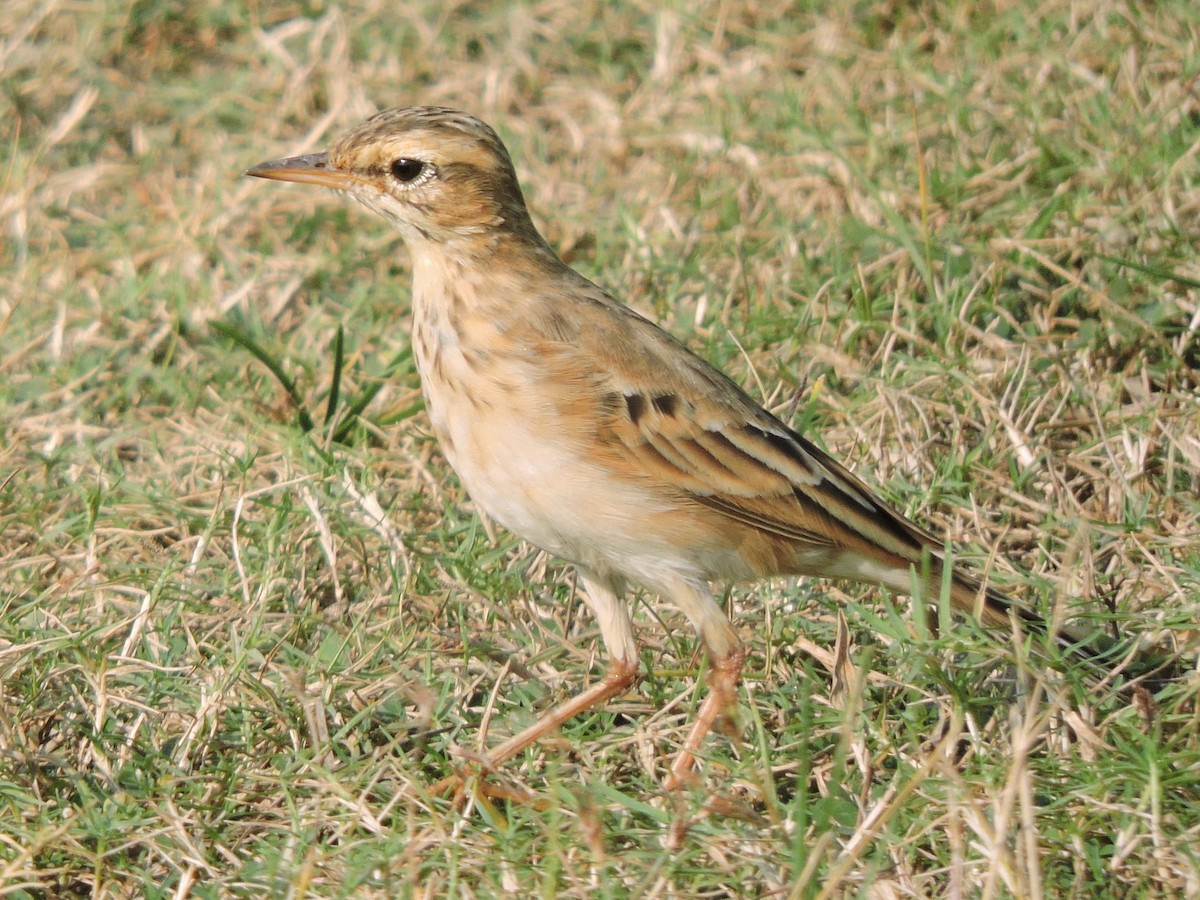 Paddyfield Pipit - ML498934091