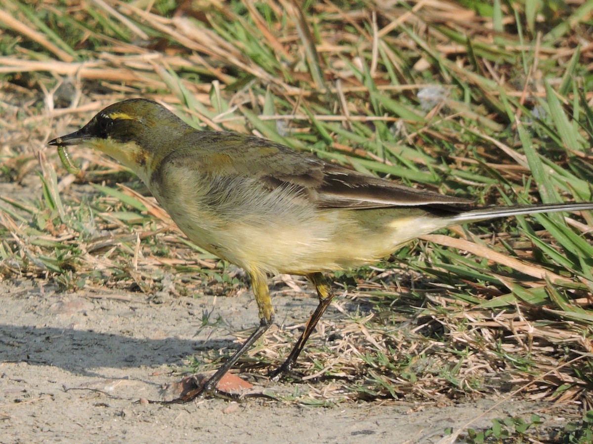 Eastern Yellow Wagtail - ML498934141