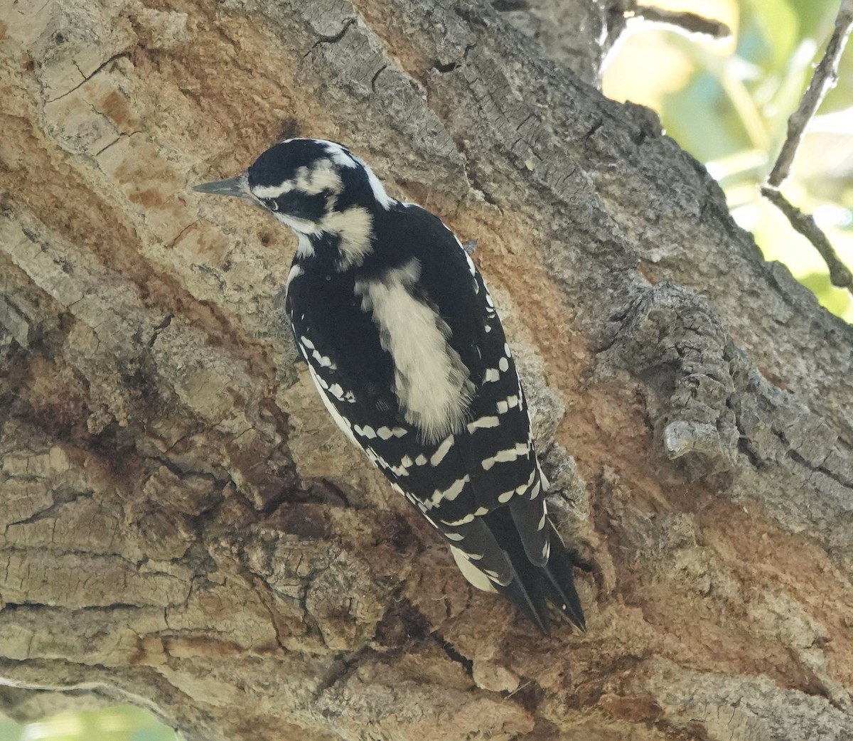 Hairy Woodpecker (Eastern) - Patricia Cullen