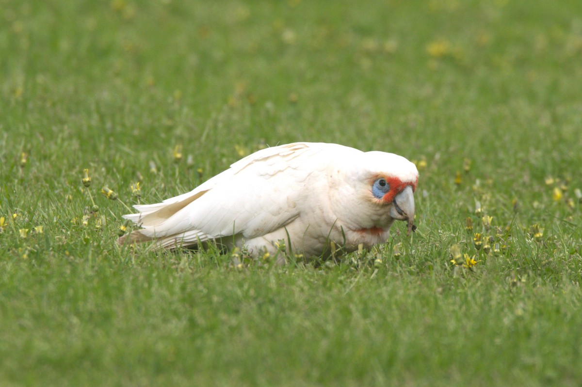 Long-billed Corella - ML498934601