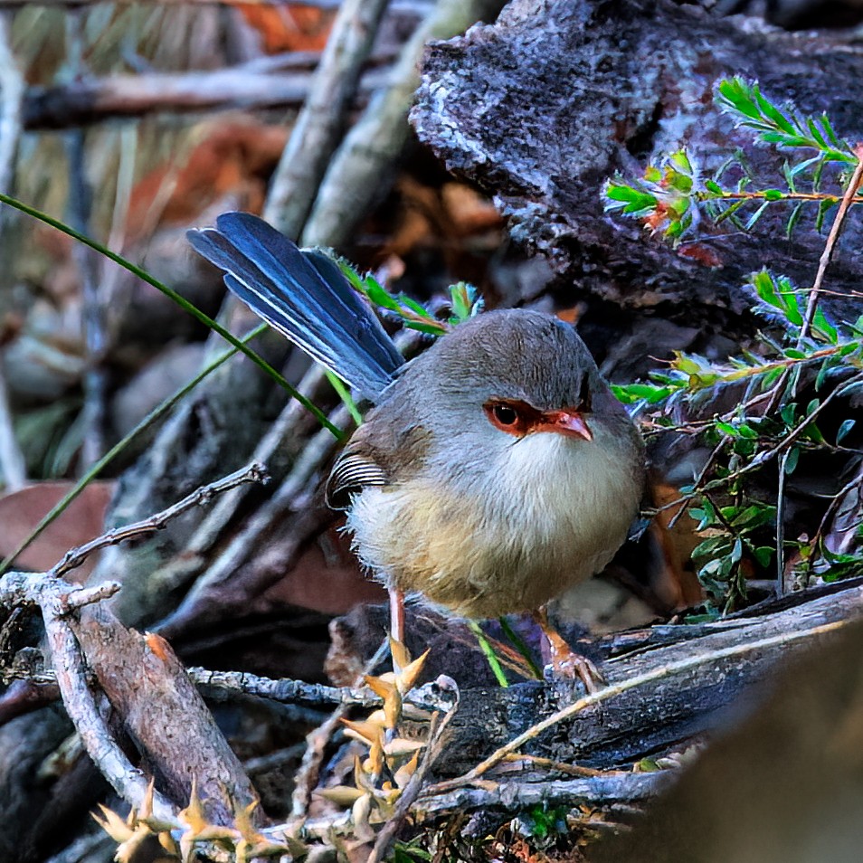 Variegated Fairywren - ML498934671