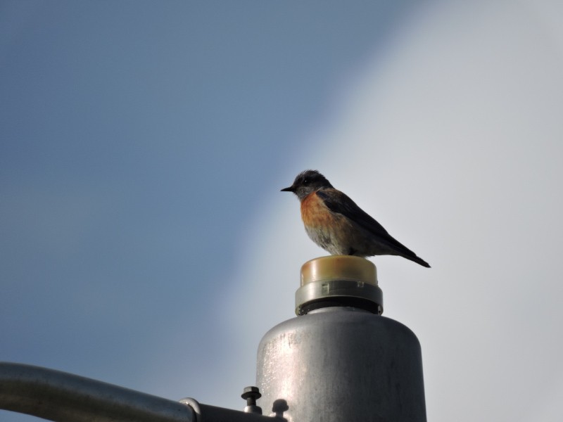 Western Bluebird - ML49893511