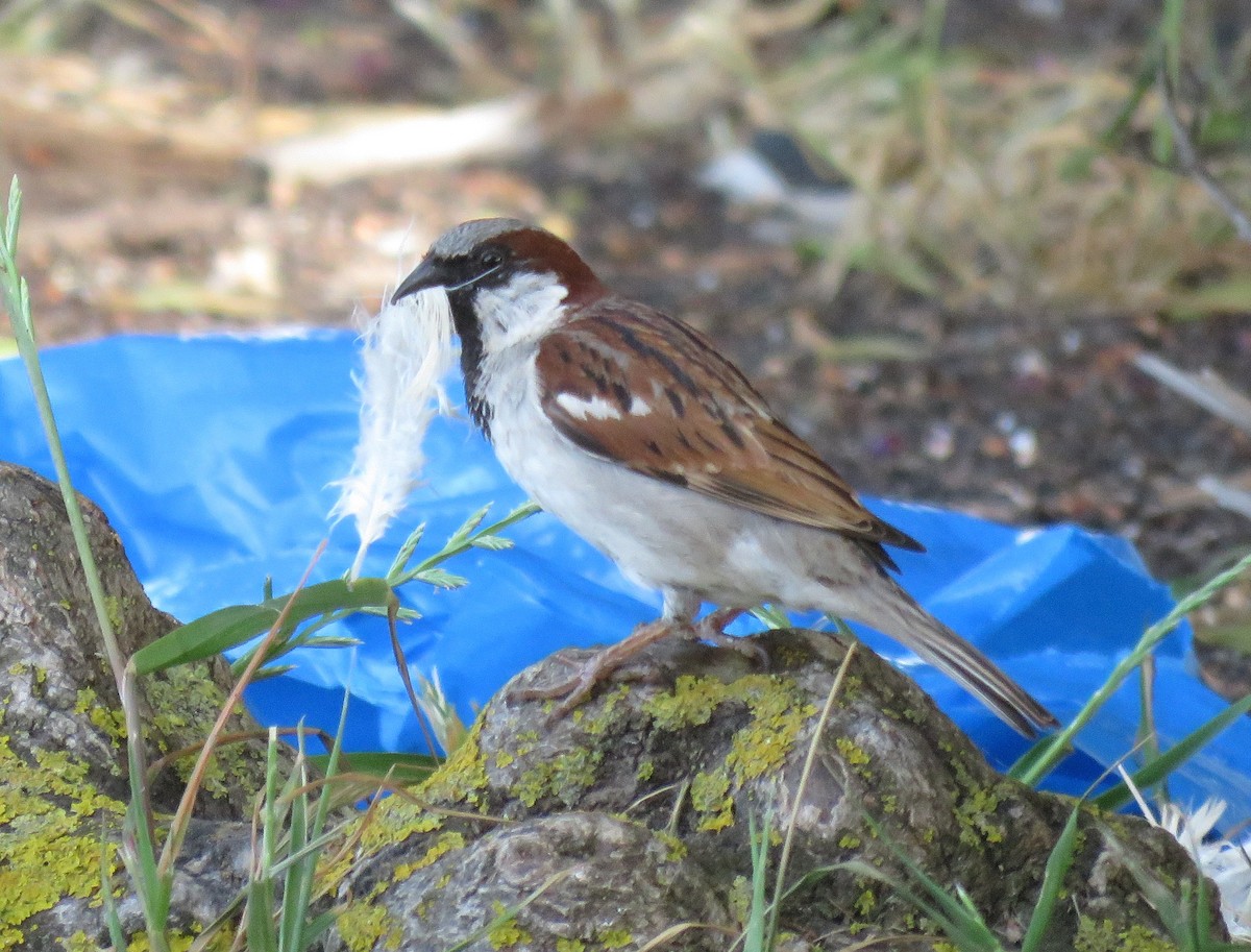 House Sparrow - ML498935331