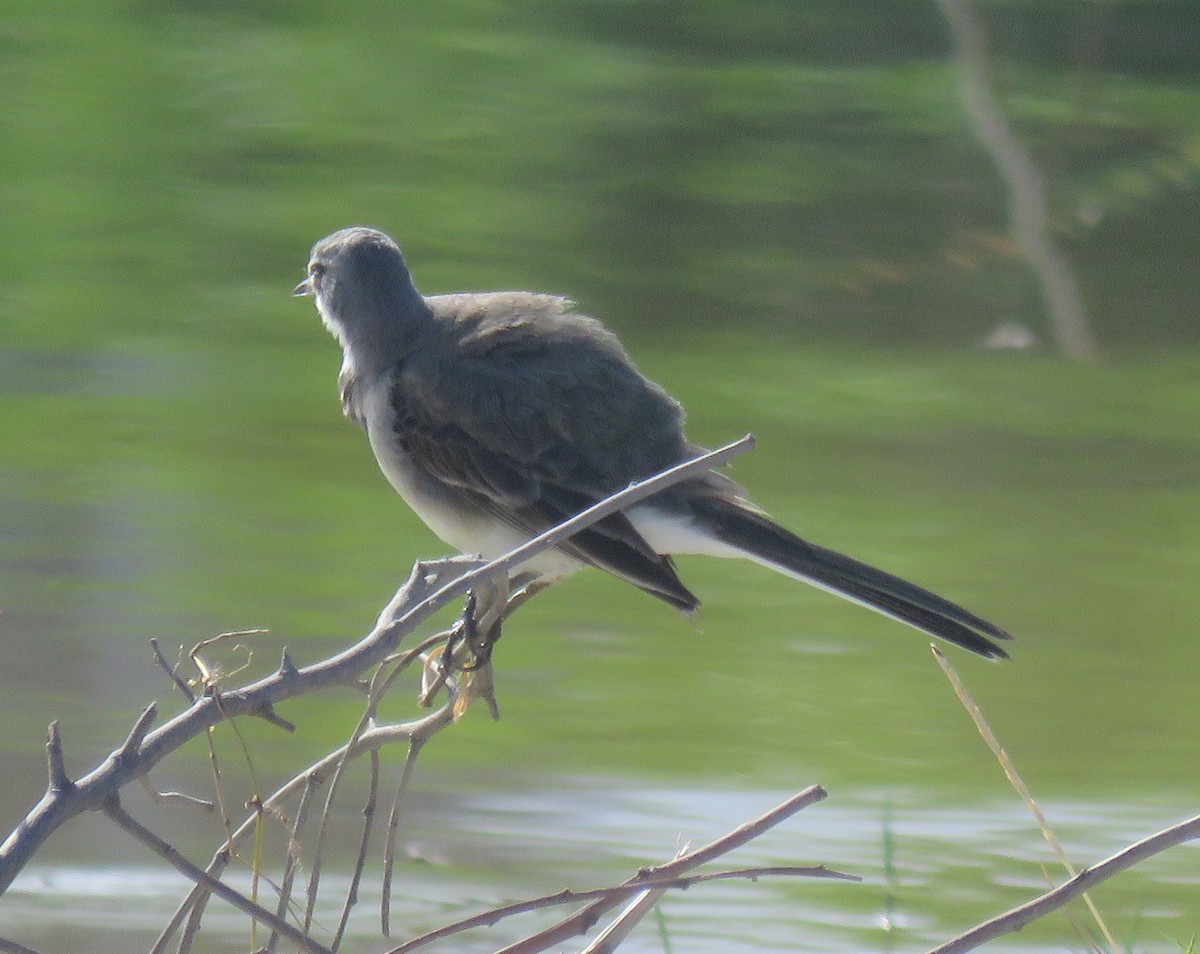 Cape Wagtail - ML498935371
