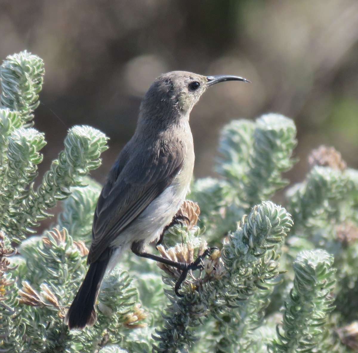 Southern Double-collared Sunbird - ML498935391