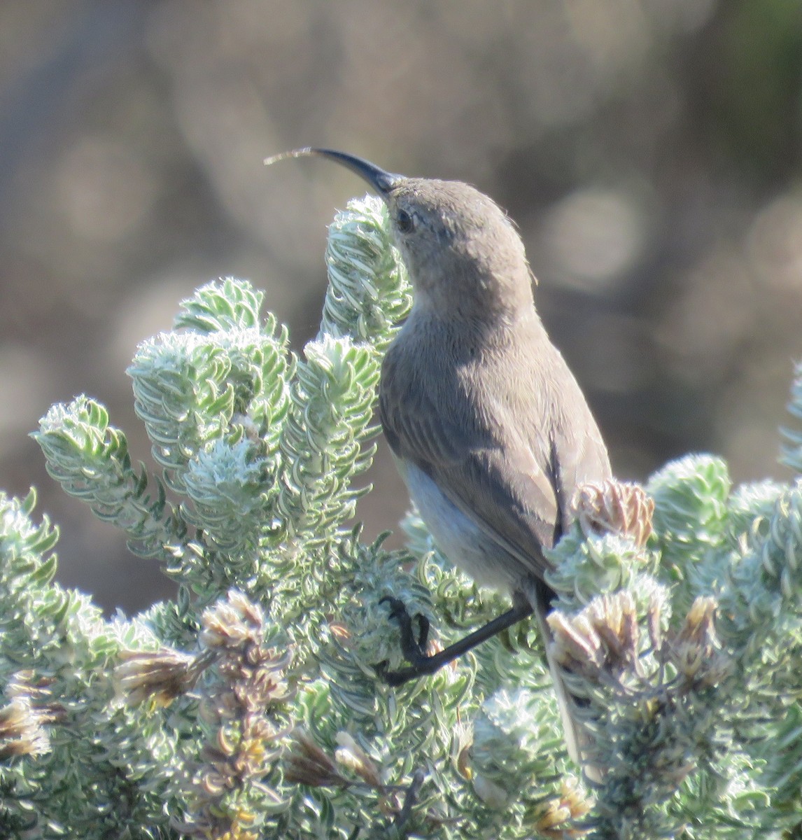 Southern Double-collared Sunbird - ML498935461