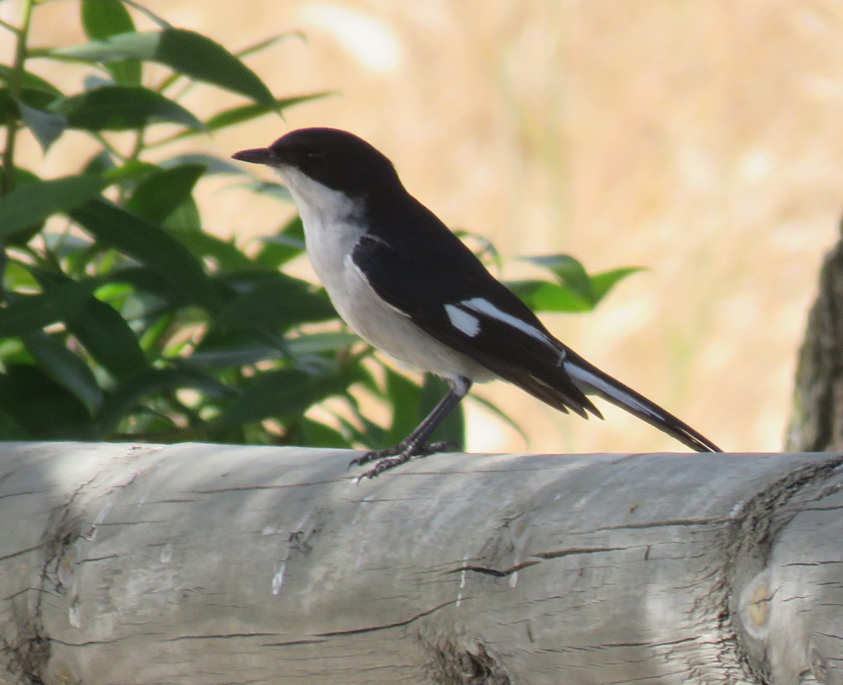 Fiscal Flycatcher - ML498935611