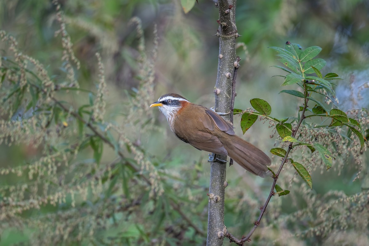 Streak-breasted Scimitar-Babbler - Deepak Budhathoki 🦉