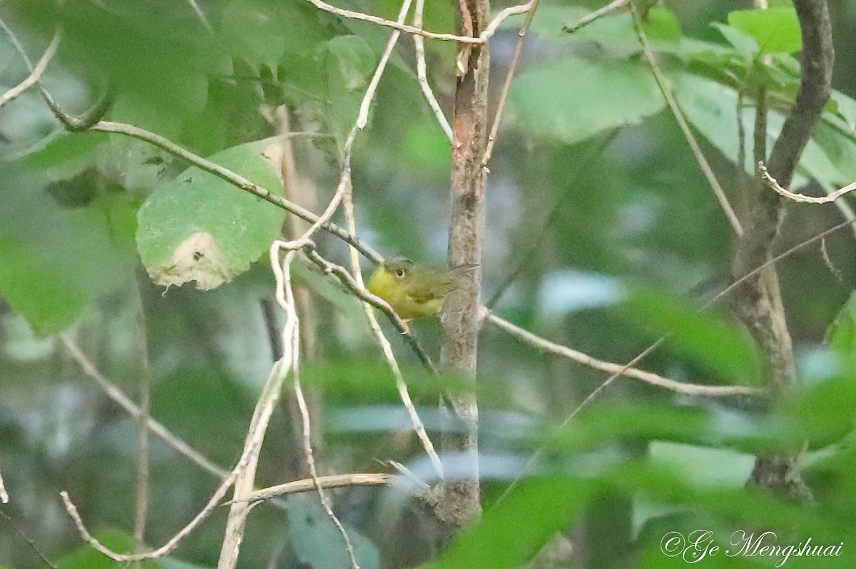Gray-crowned Warbler - Mengshuai Ge