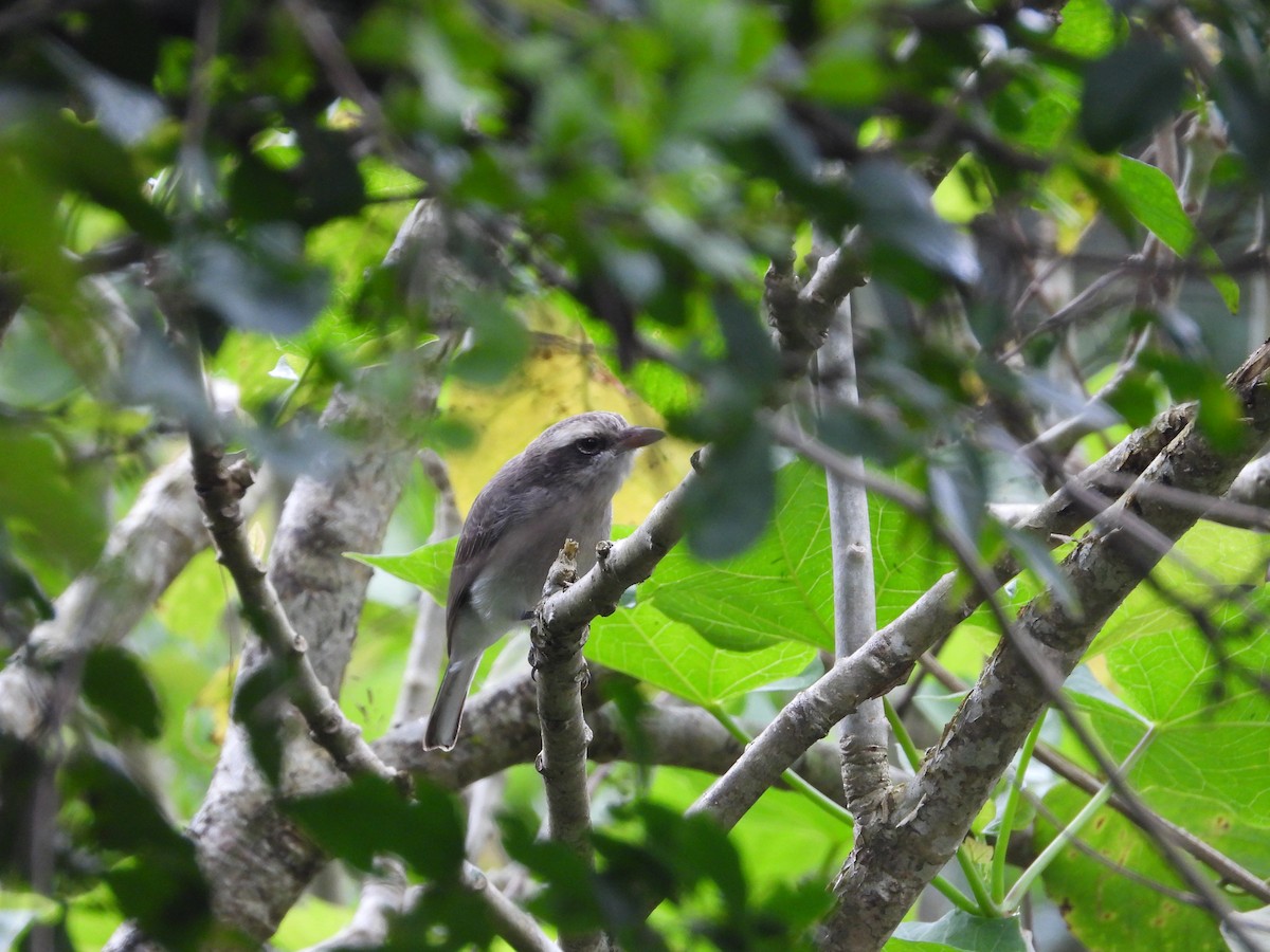 Common Woodshrike - Arun George