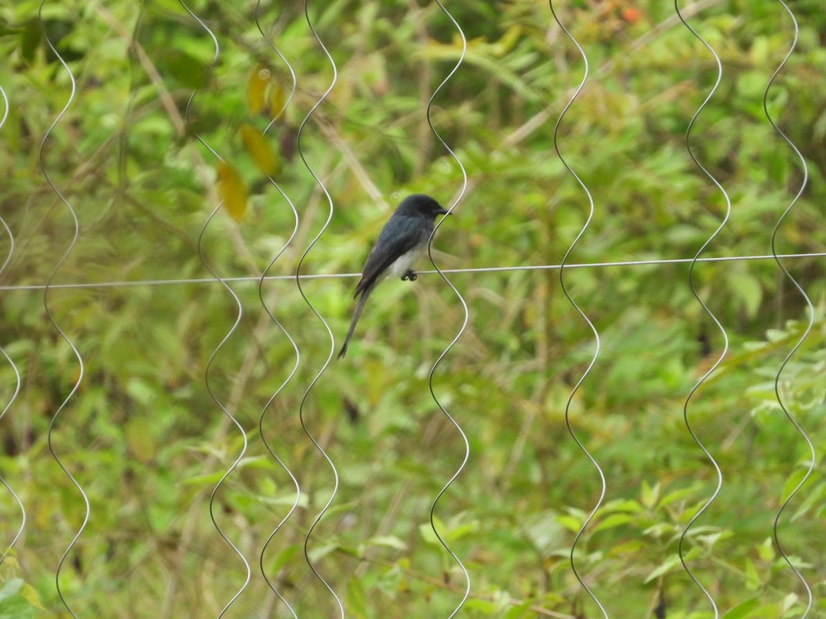 Ak Karınlı Drongo - ML498936821