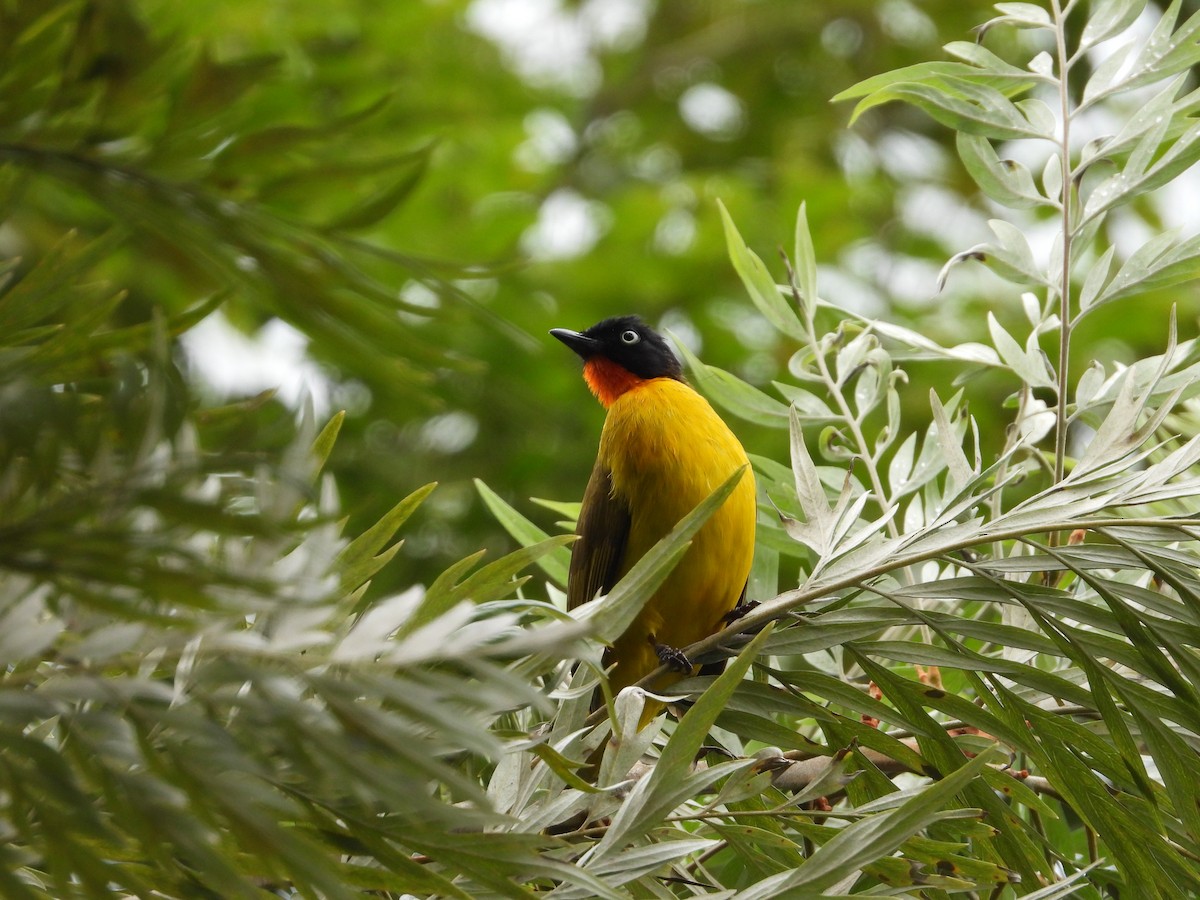 Bulbul Gorjinaranja - ML498937391