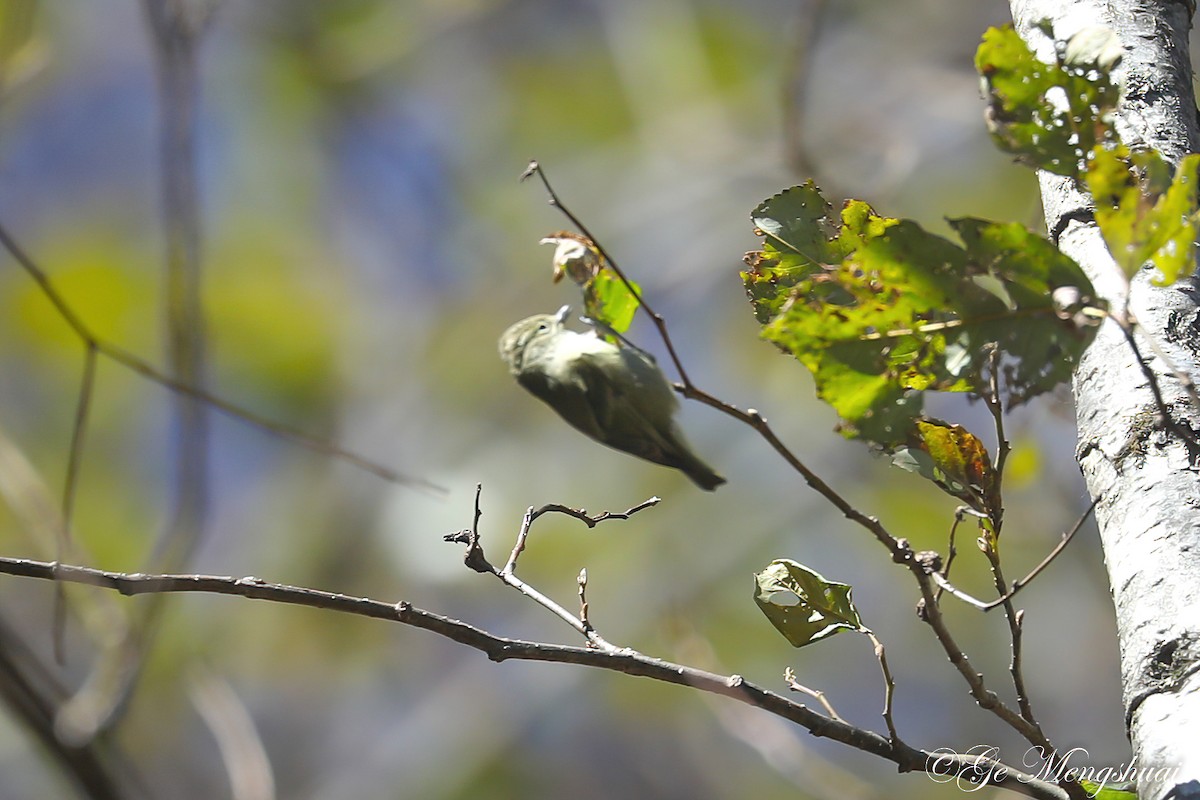 Yellow-browed Tit - Mengshuai Ge