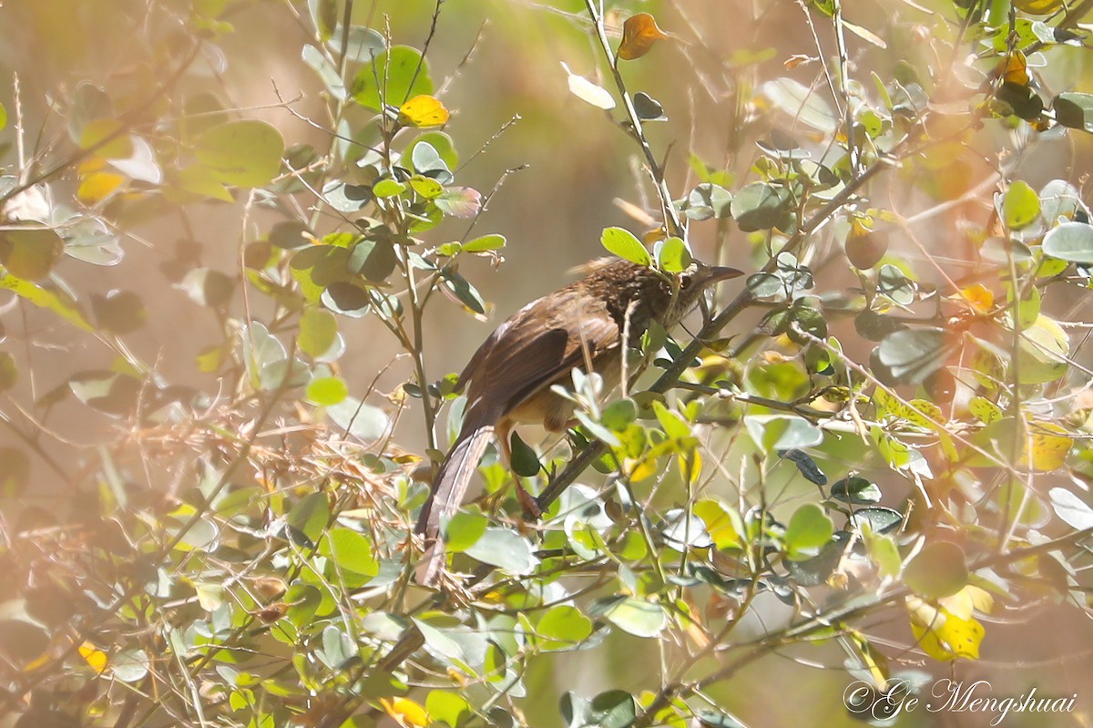 Striped Prinia - ML498937561