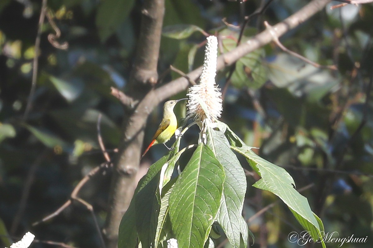 Fire-tailed Sunbird - ML498937741