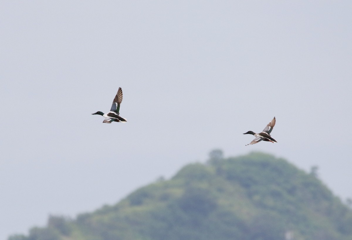 Northern Shoveler - ML49893871