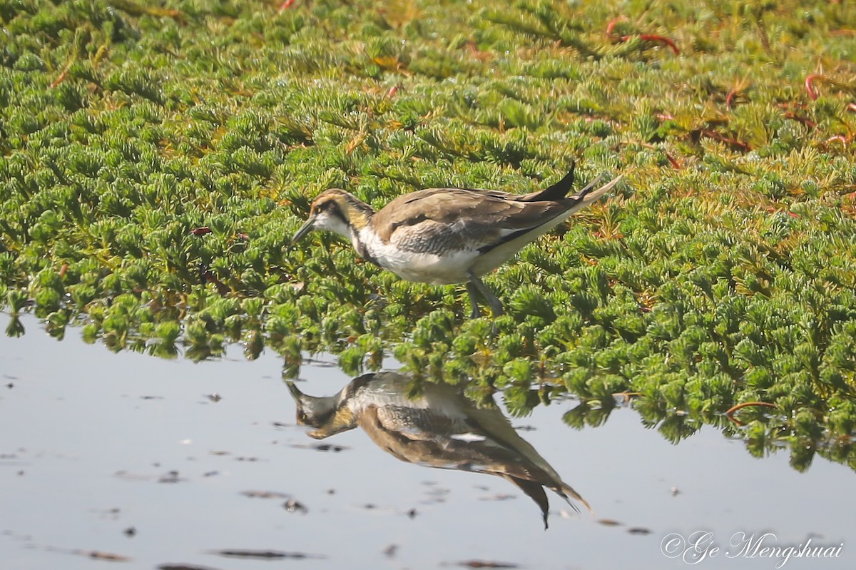 Pheasant-tailed Jacana - ML498939031