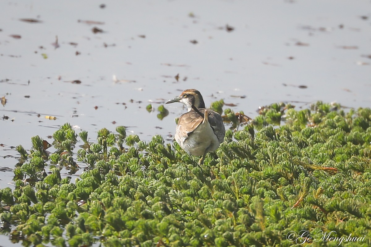 Pheasant-tailed Jacana - ML498939041