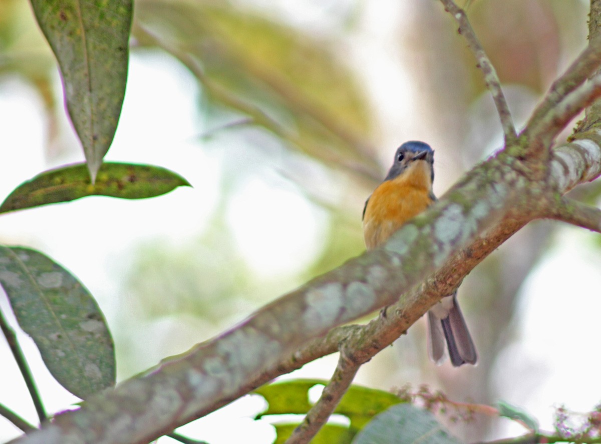 Tickell's Blue Flycatcher - ML49893921